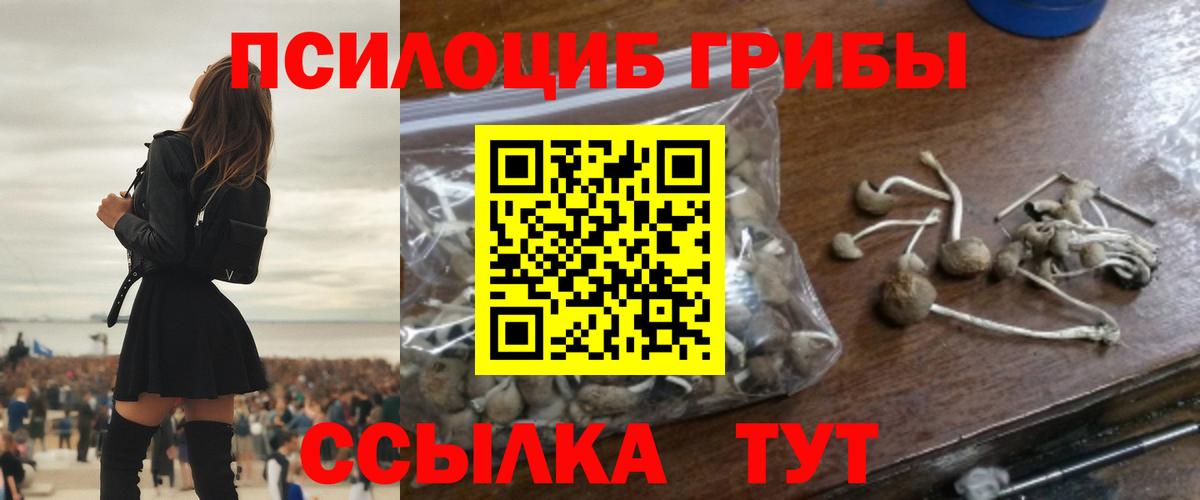 Псилоцибиновые грибы Psilocybe Печора